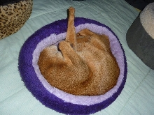 Tares Sleeping