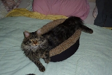Grizz stretched out in his bed