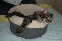 Grizz in his Bed
