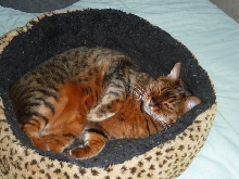 Zade in her bed