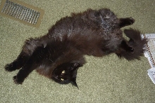 Loki all stretched out