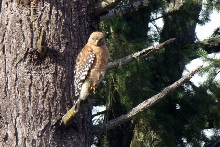 Frequent Visitor