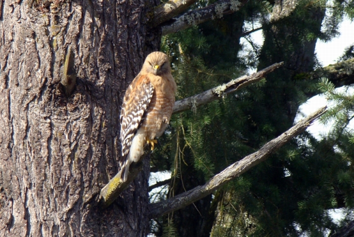Frequent Visitor