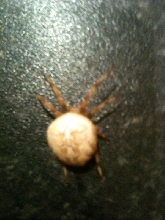 What is this ? i found it in my house - will it eat me ?