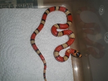 Kooji hypo 2012