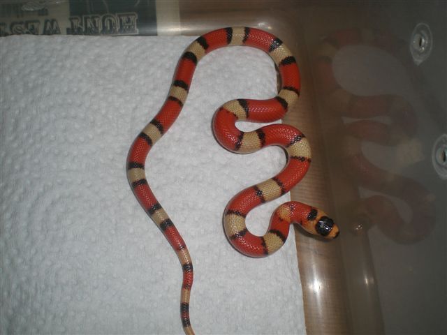 Kooji hypo 2012
