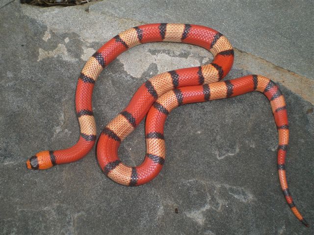 2011 Hypo tri hondo