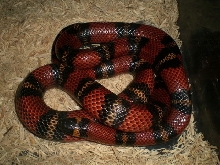 Gravid Conanti