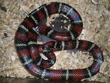 oligozonamale