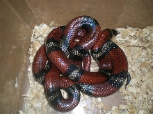 oligozonafemale