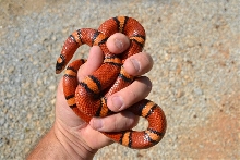 annulata