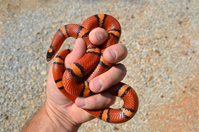 annulata