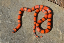tang honduran