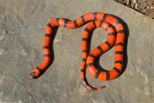 tang honduran
