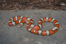 hyposyspila