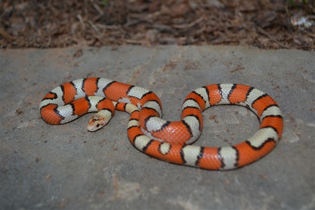 hyposyspila