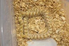 hypo prarie