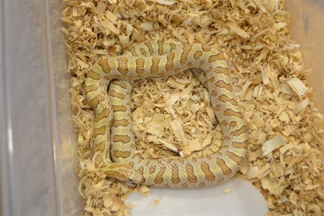 hypo prarie