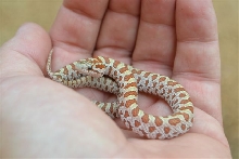 hypo hatchling