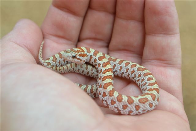 hypo hatchling