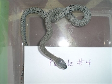female4