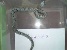 female2