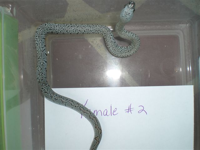 female2