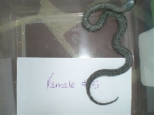 female5
