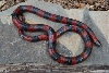Adult Male Polyzona