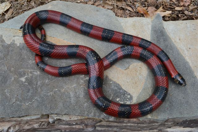 Adult Male Polyzona