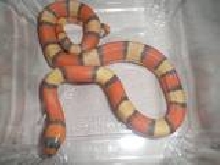 Hypo Tri