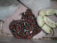 Polyzona