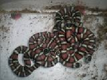 Andeans 2