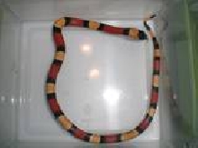 Apricot Pueb