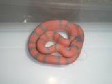 Hypo Tang