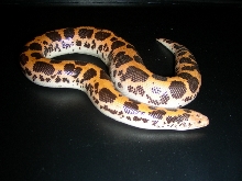 dodoma female