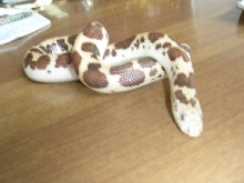 Lucky2