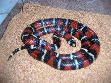 Stuarts Milksnake