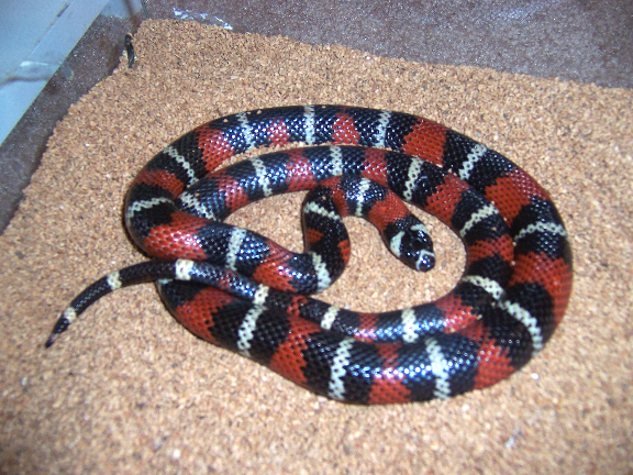 Stuarts Milksnake