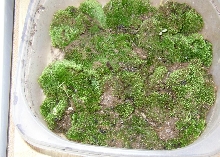Moss