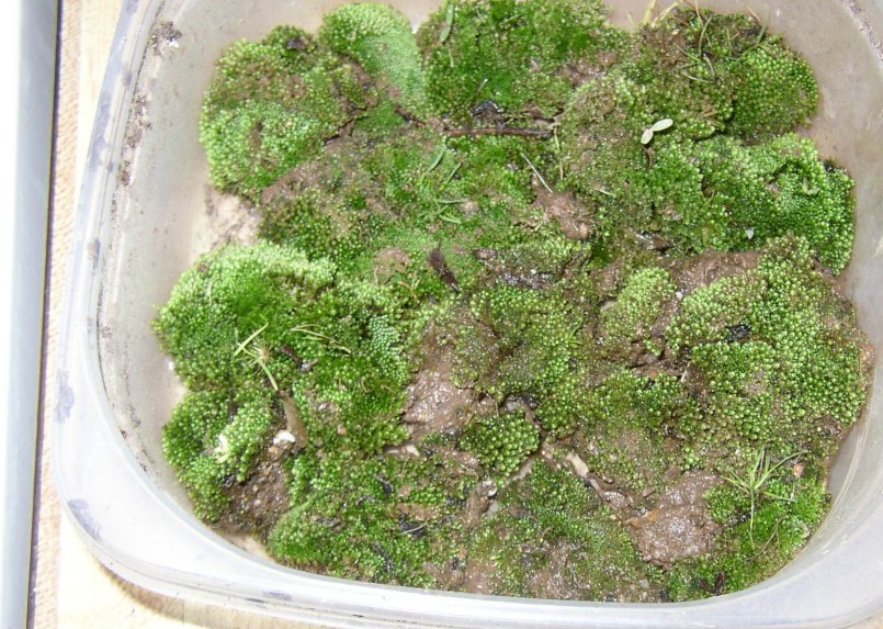 Moss