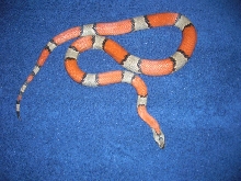 Graybanded Kingsnake