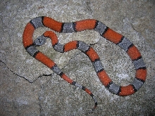 Nice 2009 West Langtry Female