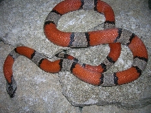 Nice Male Wide Banded Blairs