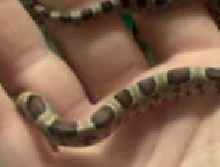 New corns