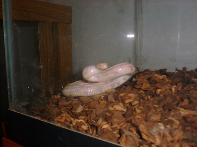 Albino Cal King