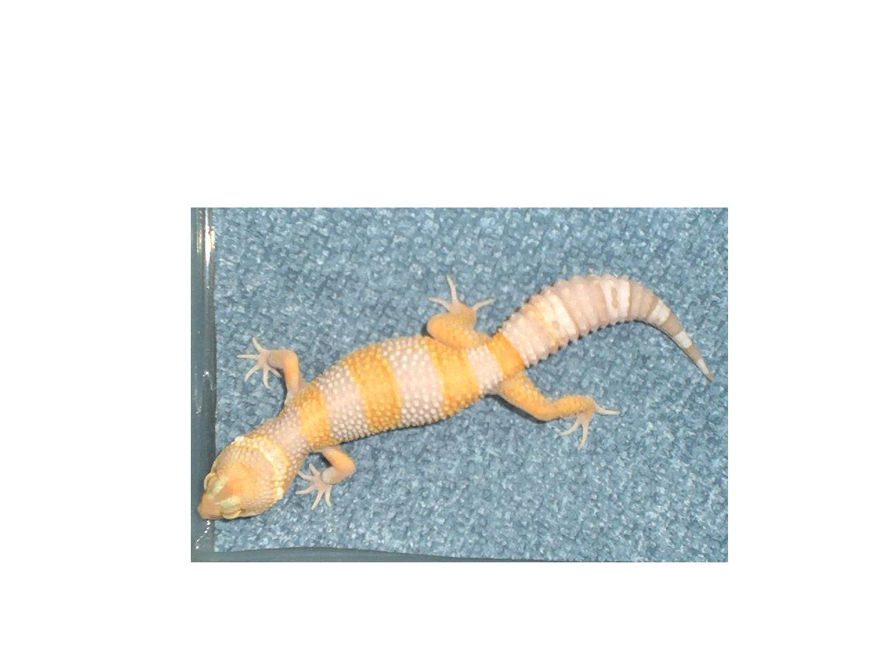 brandy,my albino