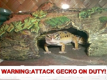 attack gecko