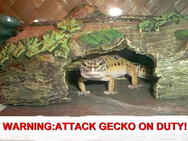 attack gecko