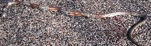 bowers coachwhip